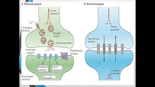 Neurons  Types Of Neurons  Study Lovers [upl. by Angadresma]