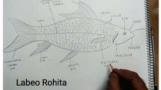 how to draw labeo rohita fish [upl. by Carolynne]