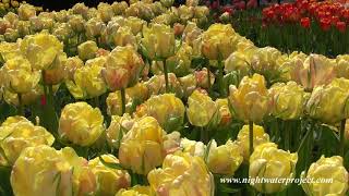 Beautiful Longwood Gardens spring blooms HD video [upl. by Ydok858]