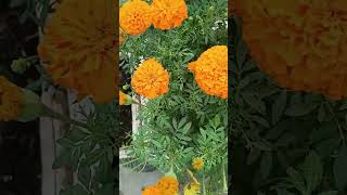 tulsi youtubeshorts nature beautifulflowersintheworld [upl. by Booze962]