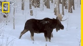 Rare Video Moose Loses an Antler  National Geographic [upl. by Clabo214]