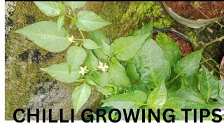 tips for chilli growing happy gardening [upl. by Karalynn]