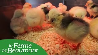 Éclosion des oeufs en couveuse et mise des poussins en éleveuse  Conseils de la Ferme de Beaumont [upl. by Eppillihp]