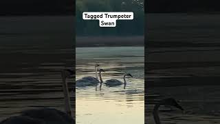 TAGGED TRUMPETER SWAN Ohio PUBLIC LAND waterfowlhunting duckhunting duckhunt [upl. by Kathy]