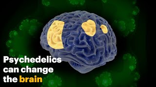 How Psychedelics Change the Brain [upl. by Greenes623]