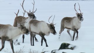 Reindeers Amazing Adaptations to Living in Snow  Snow Animals  BBC Earth [upl. by Hurlbut]