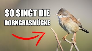 Dorngrasmücke  Vogelstimmen lernen [upl. by Laoj834]