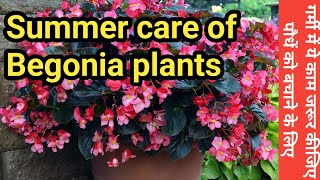 How to care for Begonia plant in summer  Begonia flower plant care  Begonia summer care  Begonia [upl. by Seem]