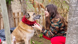 Köpeklerimizle Yılbaşı Süslemesi Nasıl Kaosa Dönüştü [upl. by Ennayelsel811]