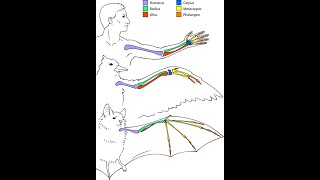 Phylogenetische Systematik Teil 4 Homologie als Beleg für die Evolution  with english subtiles [upl. by Jameson]