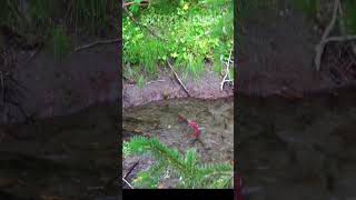 1st TiMe seeing SOCKeYe SalMON Running in Alaska juneaualaska salmon salmonrun sockeyesalmon [upl. by Ciel]