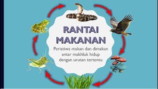 Rantai Makanan dan JaringJaring Makanan [upl. by Eelidnarb513]