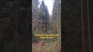 Spiľovanie stromov 5m3 Stihl MS 462  cutting big tree forest zetor stihl lumberjack tractor [upl. by Sternlight546]