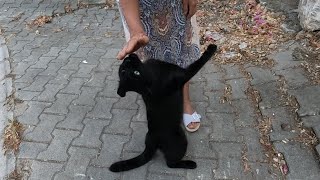 Stray cat that does everything it can to get me to pet him [upl. by Nylorac]