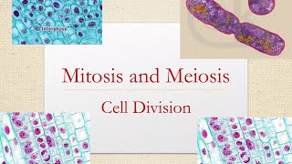 Differences between Mitosis and Meiosis GCSE Stages of Mitosis Cells Biologychromosomes [upl. by Middle]