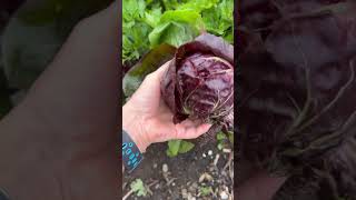 Radicchio love allotment allotmentgarden allotmentlove allotmentlife radicchio [upl. by Airyt]