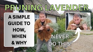 How to Prune Lavender When to Prune Lavender and Why Prune Lavender [upl. by Leira]