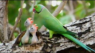 A Parrot Feeding Its Two Little Babies  Baby Parrots  Parrot Nest [upl. by Annairdna]