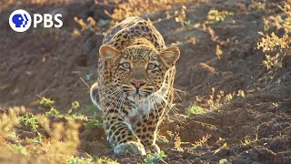 Leopard Hunts Baboon in Broad Daylight [upl. by Mailli]