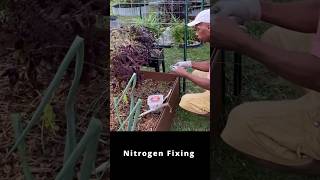 Nitrogen fixation with rhizobium bacteria garden gardening [upl. by Mages]