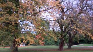 Autumn Greenkeeper Golf Course Murrayshall Scone Perth Perthshire Scotland [upl. by Arukas]