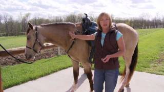 Measuring your horse for SpecTACKular Breast Collars [upl. by Alin]