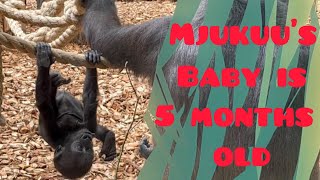 Adorable baby gorilla turns 5 months old 😍 Mother Mjukuu [upl. by Imerej843]