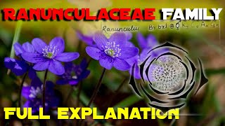 Ranunculaceae family Vegetative Characters HabitCalyxCorollaGynoeciumAndroeciumFloral formula [upl. by Nicholl]