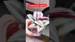 Tradescantia zebrina plant [upl. by Statis228]