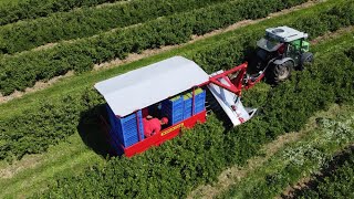 Gooseberry harvest 2022  Berry harvester JOANNA5 PREMIUM  WEREMCZUK  DeutzFahr 3060 [upl. by Rennug825]