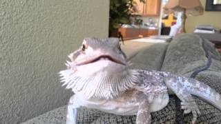 Bearded Dragon hissing [upl. by Narine]