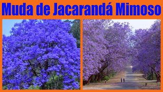 COMO FAZER MUDA DE JACARANDÁ MIMOSO Método simples e eficiente para germinar a semente [upl. by Hedelman733]