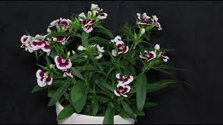 Dianthus barbatus  Bartnelke Sweet William [upl. by Ileane]