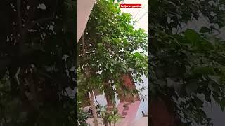 harsingar ke paudhe ke fayde gardening 🌹🌹youtube viral 👌👌👌 [upl. by Aham]