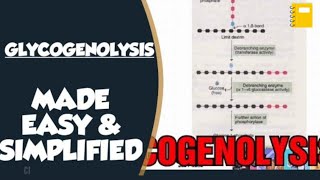 Glycogenolysis In Biochemistry  Glucagon and Glycogenolysis [upl. by Weinman]