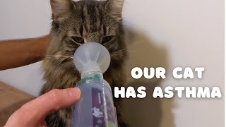 Our cat has asthma  How to use AeroKat  Norwegian Forest Cat [upl. by Airdnahs935]