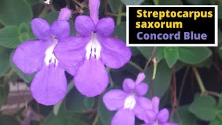 Streptocarpus saxorum Concord Blue [upl. by Shawna749]