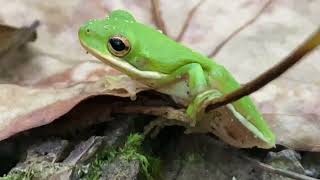 Hyla cinerea  Rana verde arborícola norteamericana  North American Green Tree Frog [upl. by Winnifred]