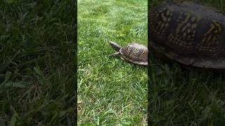 Jelly Bean making us so worried 😭 turtle boxturtle cutepets backyard [upl. by Linnette]