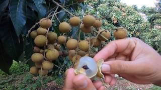 Longan farm on harvesting day [upl. by Jecon]