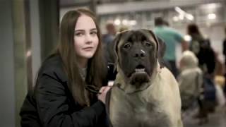 MyDOG 2018  Nordens största hundevenemang [upl. by Alix636]