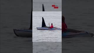 Up Close and Personal Orca Encounter With Kayaker 🐳🛶 [upl. by Nolla44]