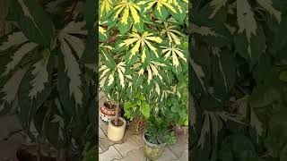 Manihot plant  cassava plant shorts plants gardening garden manihotplant trending green [upl. by Paza]