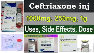 Ceftriaxone injection  ceftriaxone injection ip 1000 mg 250 mg hindi Uses Side Effects Dose [upl. by Nikal924]