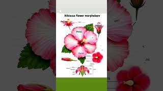 Hibiscus Malvaceae Morphology [upl. by Darin515]