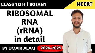 Ribosomal RNA [upl. by Weiman]