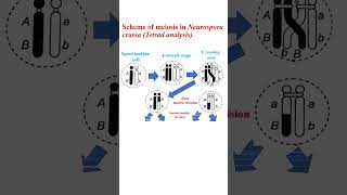 Scheme of meiosis in Neurospora crassa education microbiology cellanalysis genetics [upl. by Esidnak]