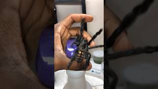 The speed of my Venezuelan Suntiger is unreal tarantula spiders insects [upl. by Addison]