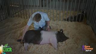 Show Pig How to clip the body of your pig [upl. by Enos]