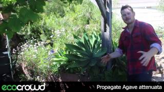 How to Propagate Agave attenuata [upl. by Coke]